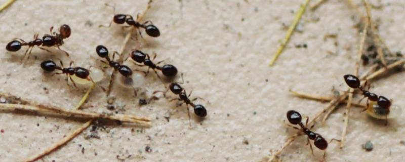 六楼家里有蚂蚁是什么原因（家住六楼为什么会有蚂蚁呢）