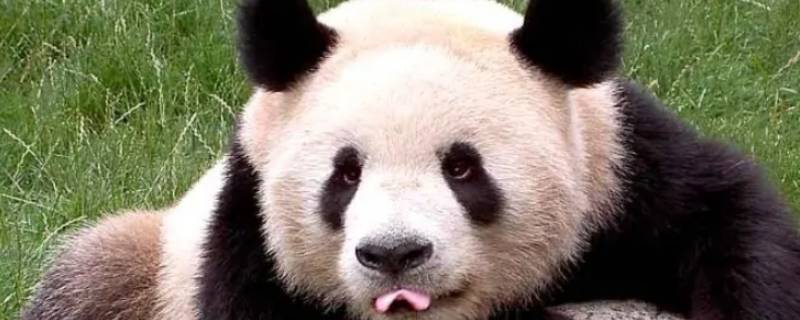 大熊猫的类別 大熊猫的类别有哪几种