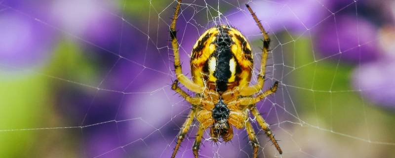蜘蛛是怎么织网的 蜘蛛是怎么织网的视频