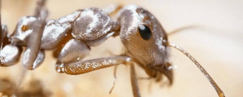 一厘米大的蚂蚁是什么蚂蚁（1厘米大的蚂蚁）