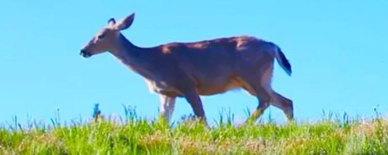 鹿的又小又短的尾巴有什么作用（鹿的又小又短的尾巴是干嘛用的）