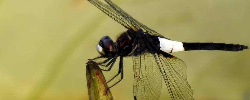 黑蜻蜓有毒吗 黑黄色蜻蜓有毒吗