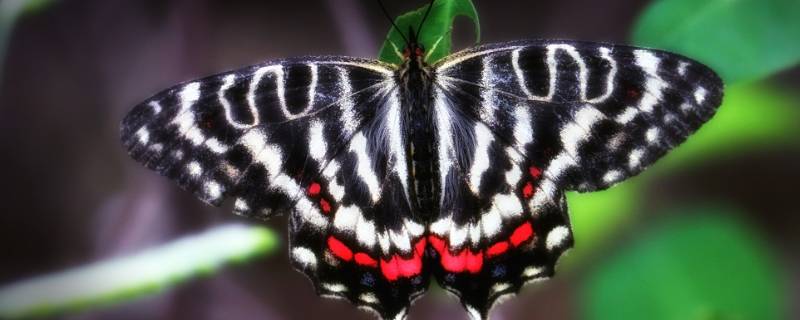 凤尾蝶有什么象征意义 凤尾蝶的特点