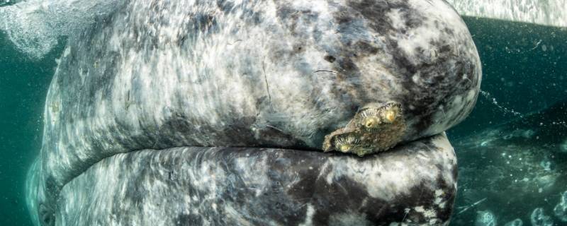 泰国三鲸岩是怎样形成的（泰国三鲸岩图片）