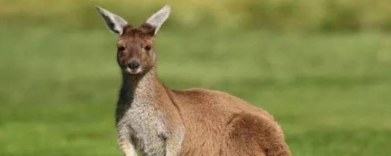 澳大利亚有哪些动物 澳大利亚有哪些动物英文