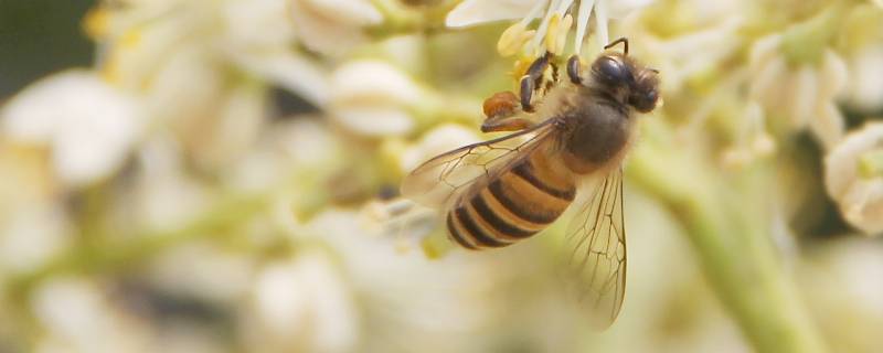 花和蜜蜂的关系（花和蜜蜂的关系是什么?）