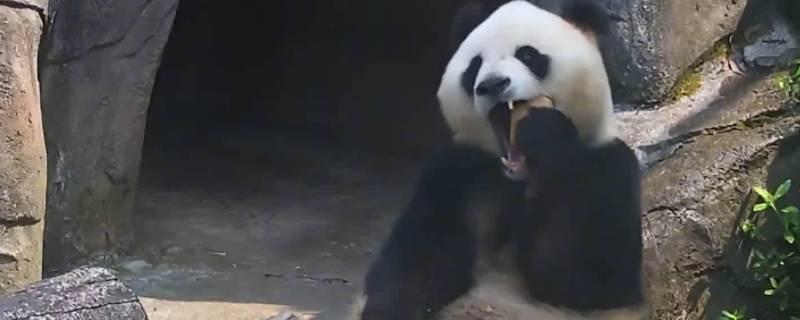 大熊猫新亚种 大熊猫新亚种是哪里的大熊猫