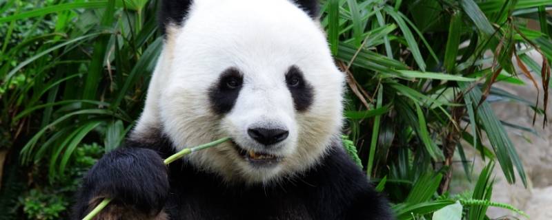 大熊猫有哪些特点 大熊猫有哪些特点和爱好