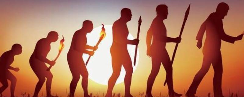 人类祖先的进化历程（人类祖先的进化历程央视网）