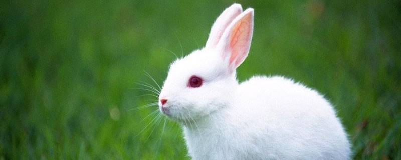 兔子是啮齿动物吗 兔子算不算啮齿类动物