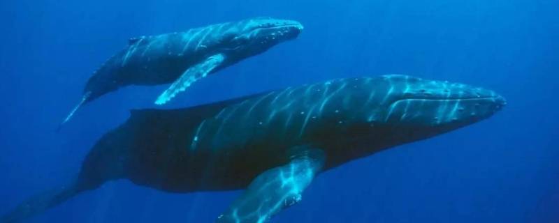 蓝鲸的寿命 蓝鲸的寿命大约100年,比海象