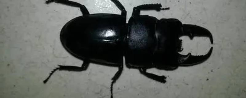 黑色甲虫吃什么食物 黑色甲壳虫吃什么食物