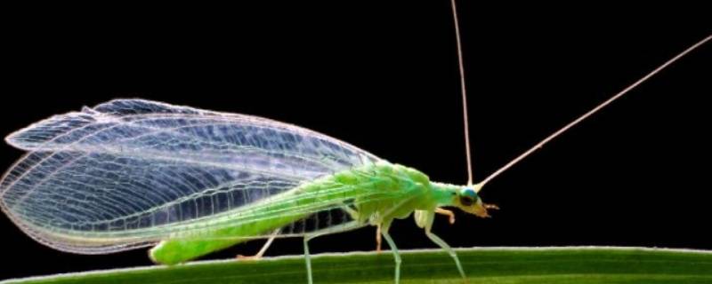 青绿色的小飞虫是什么虫 青绿色的小飞虫是什么虫,咬人很疼