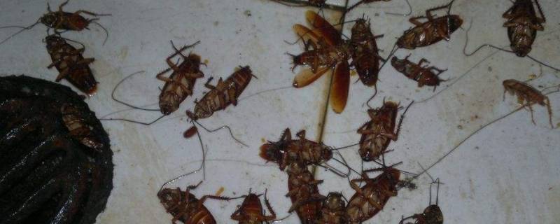 蟑螂有几个品种 蟑螂有多少种?