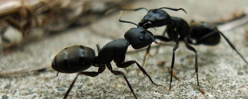 蚂蚁中为什么会有大头的蚂蚁（有的蚂蚁为什么头特别大）
