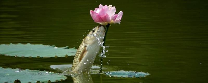 鱼吃荷花的寓意是什么意思 莲花荷叶鱼的寓意