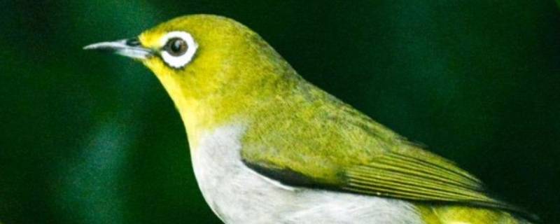 绣眼鸟是国家二级保护动物吗 绣眼鸟是国家保护鸟吗