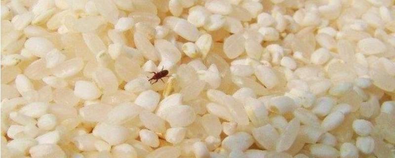 米虫会在地板繁殖吗（米虫会在被子里繁殖吗）