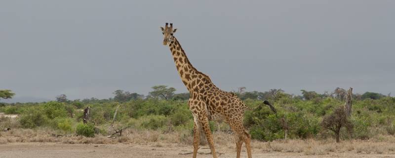 长颈鹿有多高 长颈鹿有多高多重