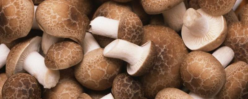 菌菇种类 菌菇种类大全及图片