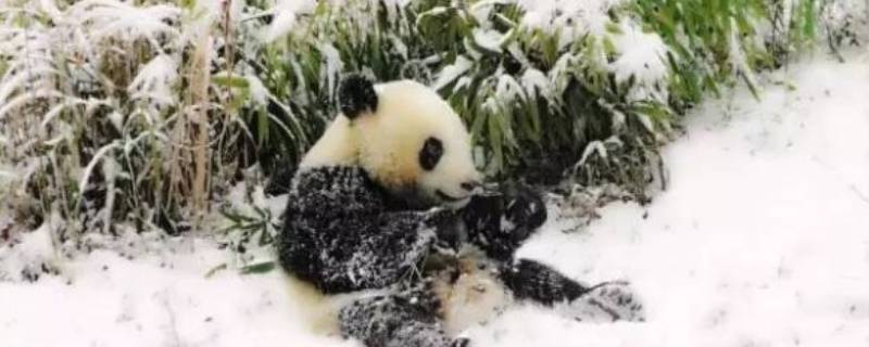 大熊猫是否冬眠 大熊猫会冬眠吗不会因为什么