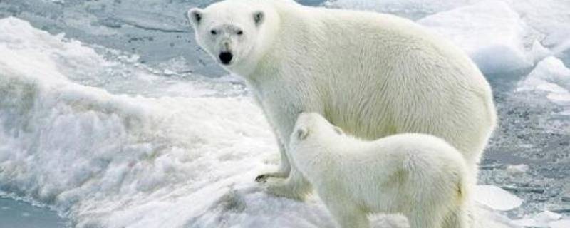 北极有哪些珍稀动物 北极有哪些稀有动物