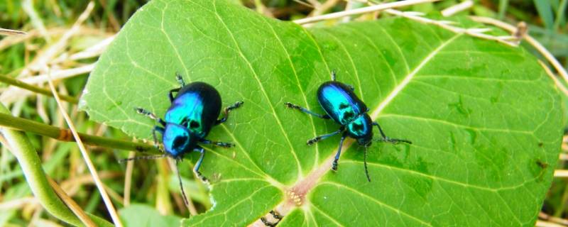 蓝色的虫子是什么虫子 蓝色的虫子是什么虫子有毒吗