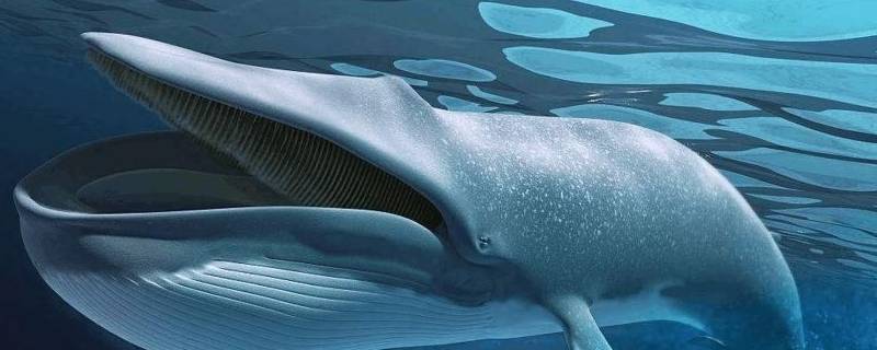 保护蓝鲸的标语 关于保护蓝鲸的标语