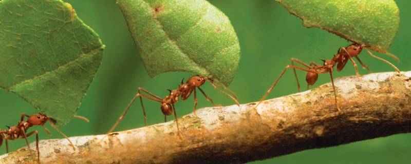 蚂蚁的名称 蚂蚁的名称及主要的工作