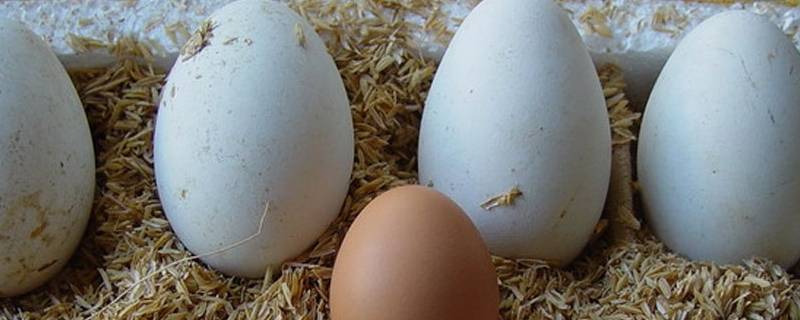鹅蛋蒸多久才熟 鹅蛋蒸多久才熟多久能煮熟