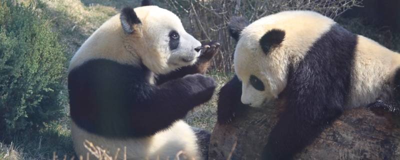 大熊猫擅长什么 国宝大熊猫擅长什么