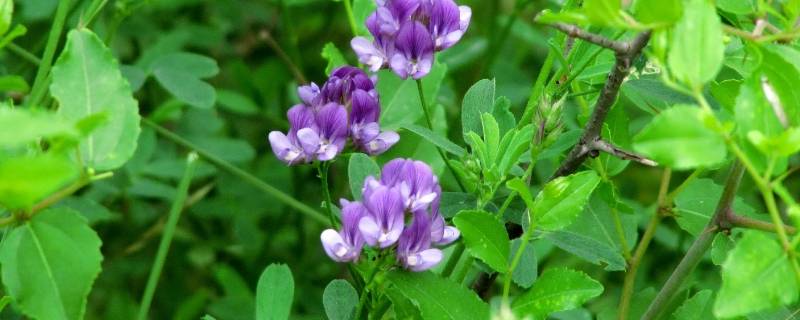 紫花苜蓿与苜蓿草区别 紫苜蓿和紫花苜蓿有区别吗