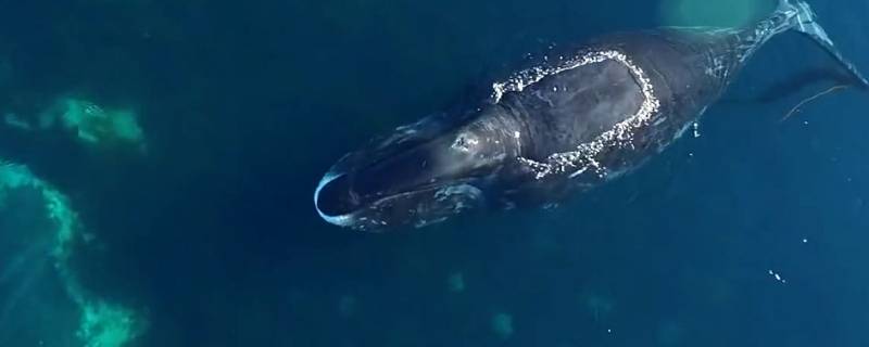 弓头鲸的特点 弓头鲸是齿鲸吗