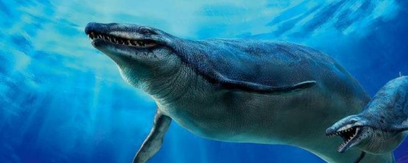 龙王鲸的特点 什么是龙王鲸