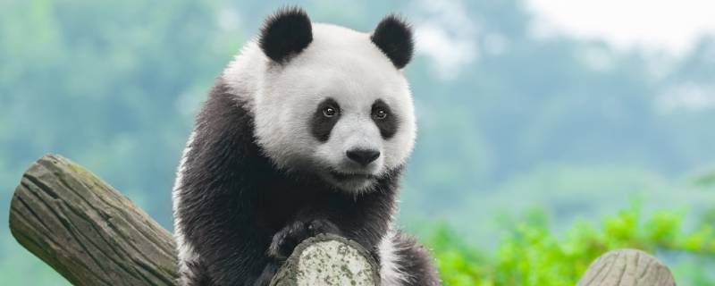 熊猫为什么是熊科（熊猫为什么是熊科动物不是猫科动物）
