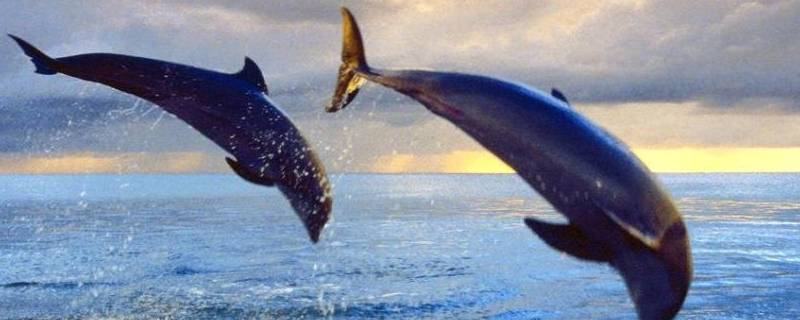 海豚的特点 海豚的特点和生活特征