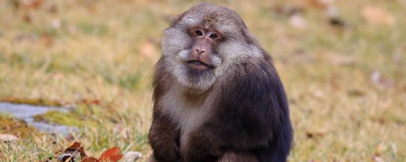 藏酋猴的特点 藏酋猴分布