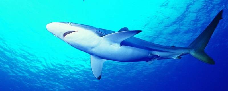 鲨鱼的习性和特点（鲨鱼的特点和特征）