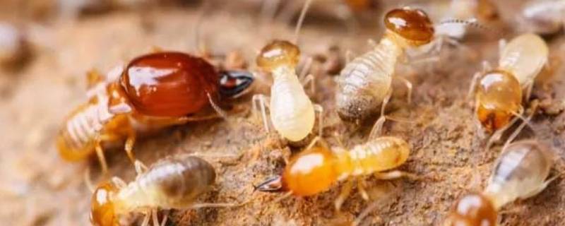 大水蚁能活多久 大水蚁存活时间