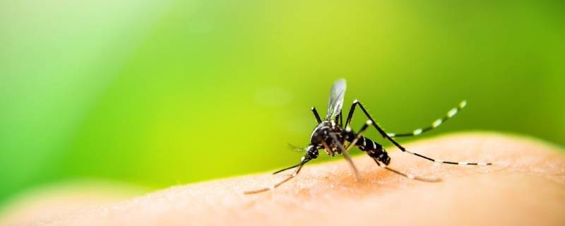 蚊子多久吸一次血 蚊子需要吸几次血