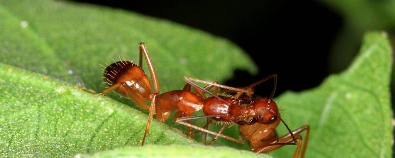 红蚂蚁是什么样子的 红蚂蚁为什么叫红蚂蚁