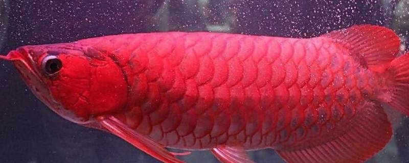 血红龙鱼的特点 超血红龙鱼的特点及图片