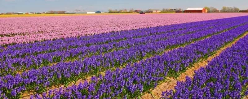 荷兰为什么被称为花之国 荷兰为什么被称为牧场之国?