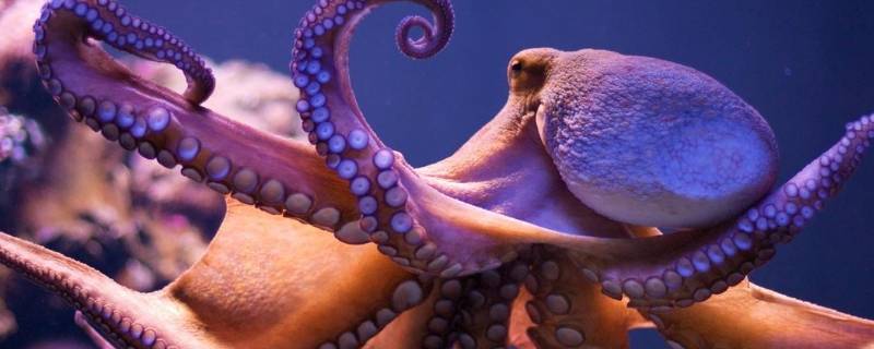 章鱼吃什么 巨型章鱼吃什么