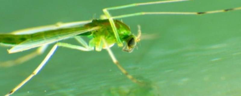 为什么家里会出现绿色的蚊子 为什么家里有很多绿色的蚊子