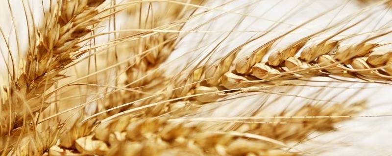 小麦起源（小麦起源于）