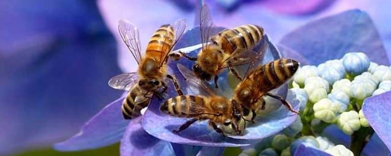 为什么蜜蜂要采蜜 为什么蜜蜂要采蜜?