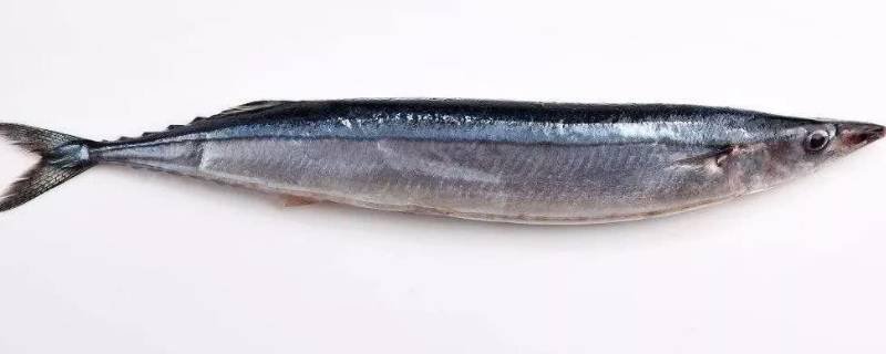 秋刀鱼的特点 秋刀鱼的特点是什么