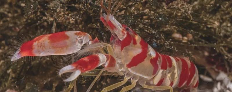 粉红珊瑚鳌虾的特点 红色鳌虾和蓝色鳌虾