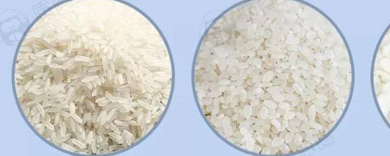 籼米和粳米有什么区别 粳米